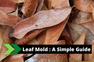 Leaf-Mold
